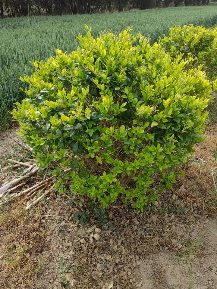 同样是树,松柏能活千年杨树却早早死?长寿树和短命树的秘密 - 知乎