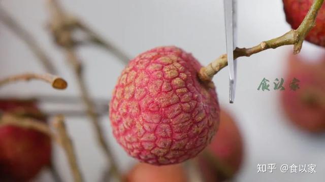 吃对荔枝补血养阳,吃错荔枝生病丧命(荔枝干) - 知乎