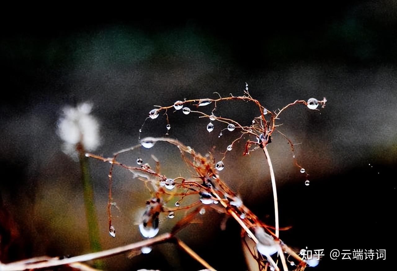 十首有关冬雨的诗词,一阵暗香风送到,梅花窗外雨绵绵 - 知乎