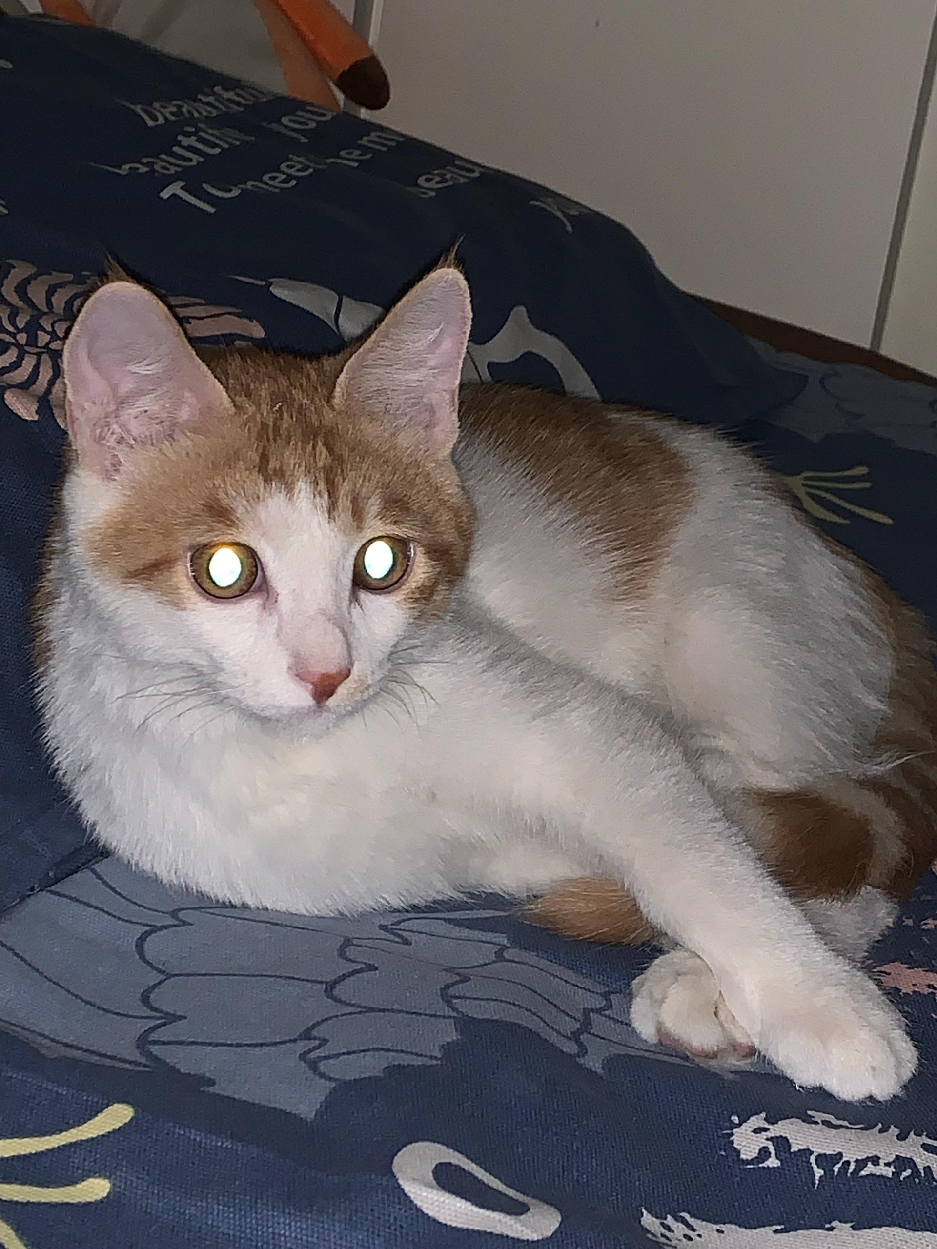 各位大佬有没有猫猫在晚上眼睛发光的图片? 