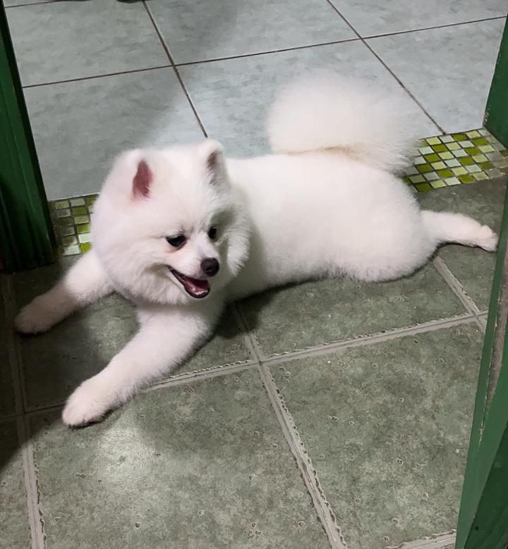 上海市青浦区有偿寻狗博美犬