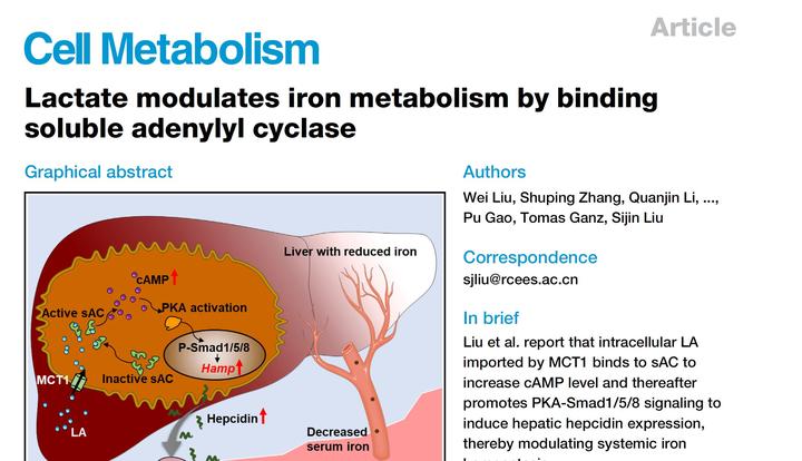 Cell Metabolism | 新知识：乳酸分子直接结合并激活腺苷酸环化酶调控铁离子稳态 - 知乎