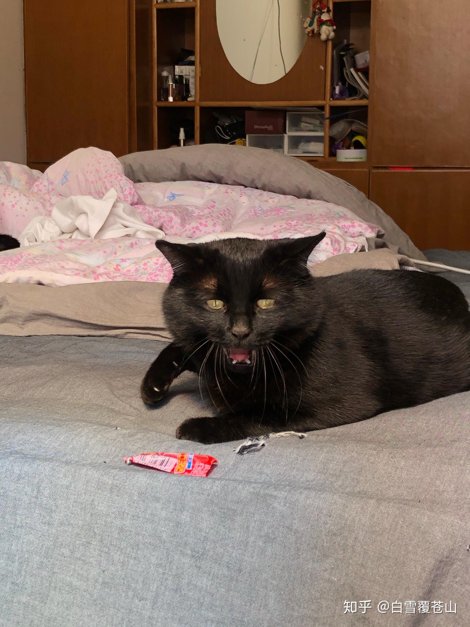 有纯黑色的暹罗猫吗? - 知乎