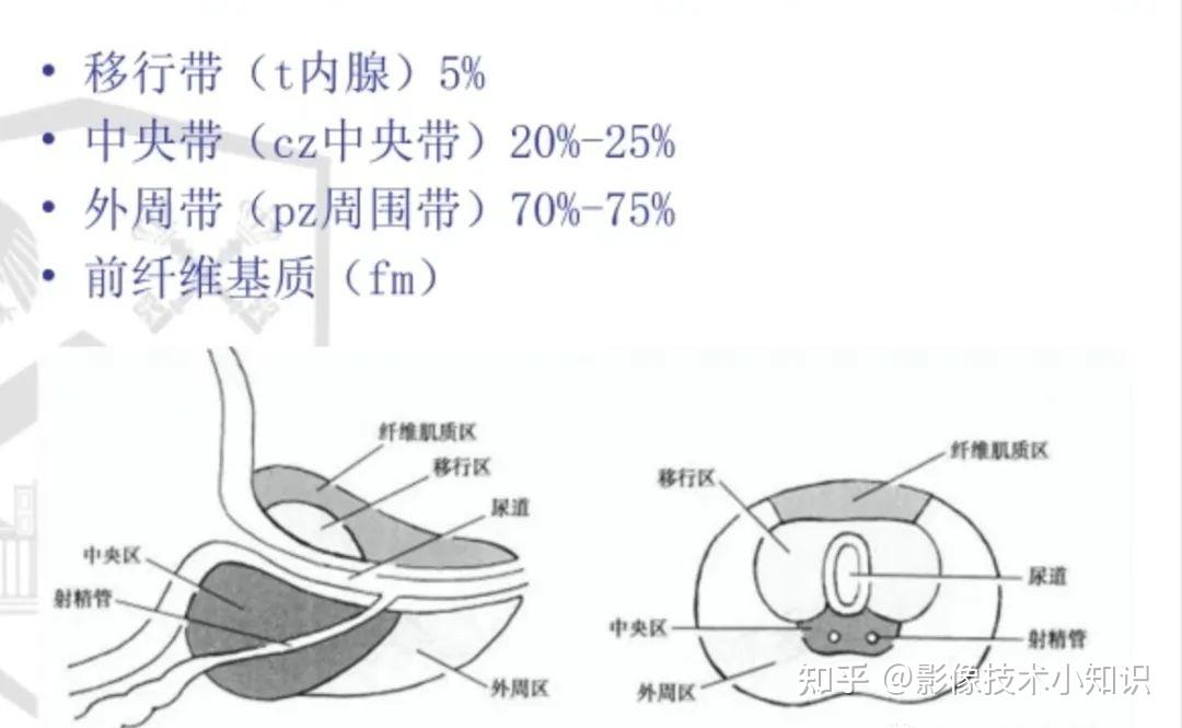 男性生殖系统解剖 - 知乎