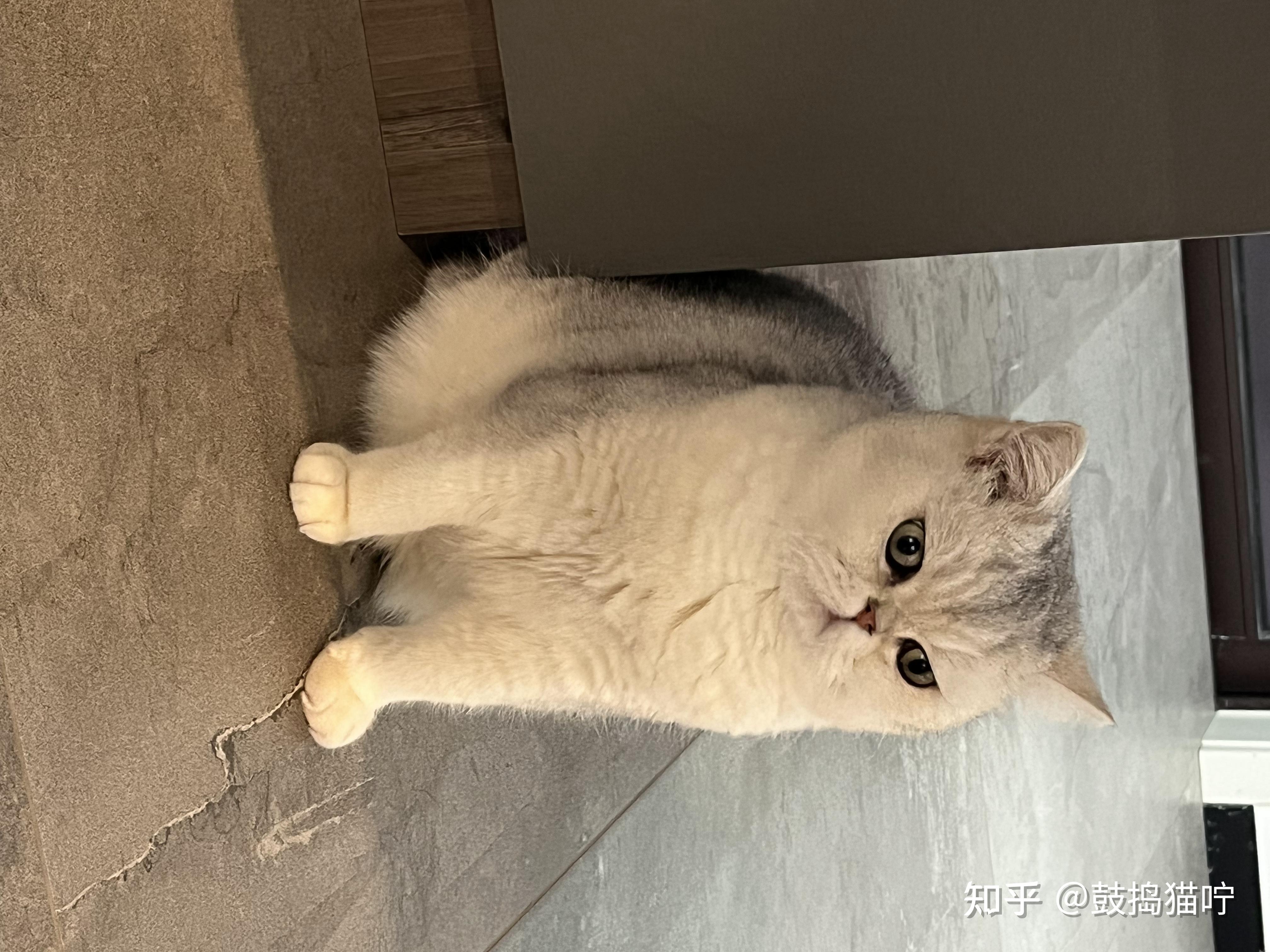 那些先斩后奏养猫的人，后来怎么样了？ 知乎