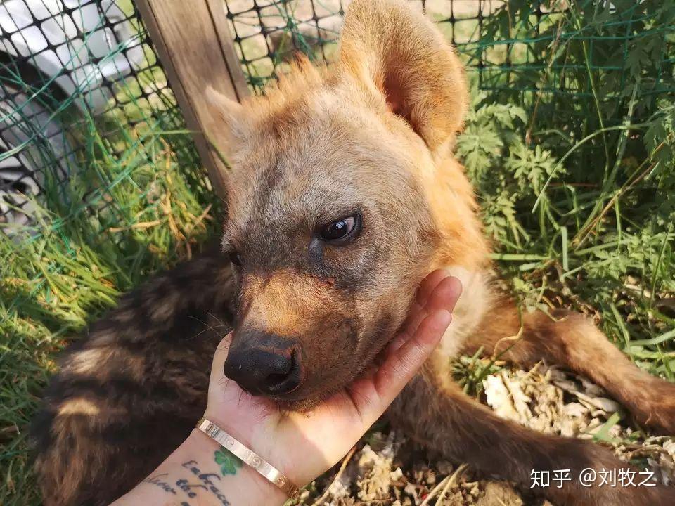 鬣狗能当成宠物饲养吗? - 知乎