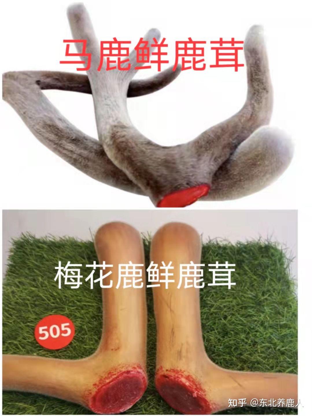 驯鹿,马鹿,麋鹿,梅花鹿的鹿茸药用功效有哪些区别?