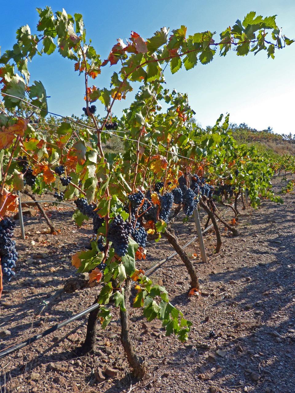 为什么家里不能种葡萄