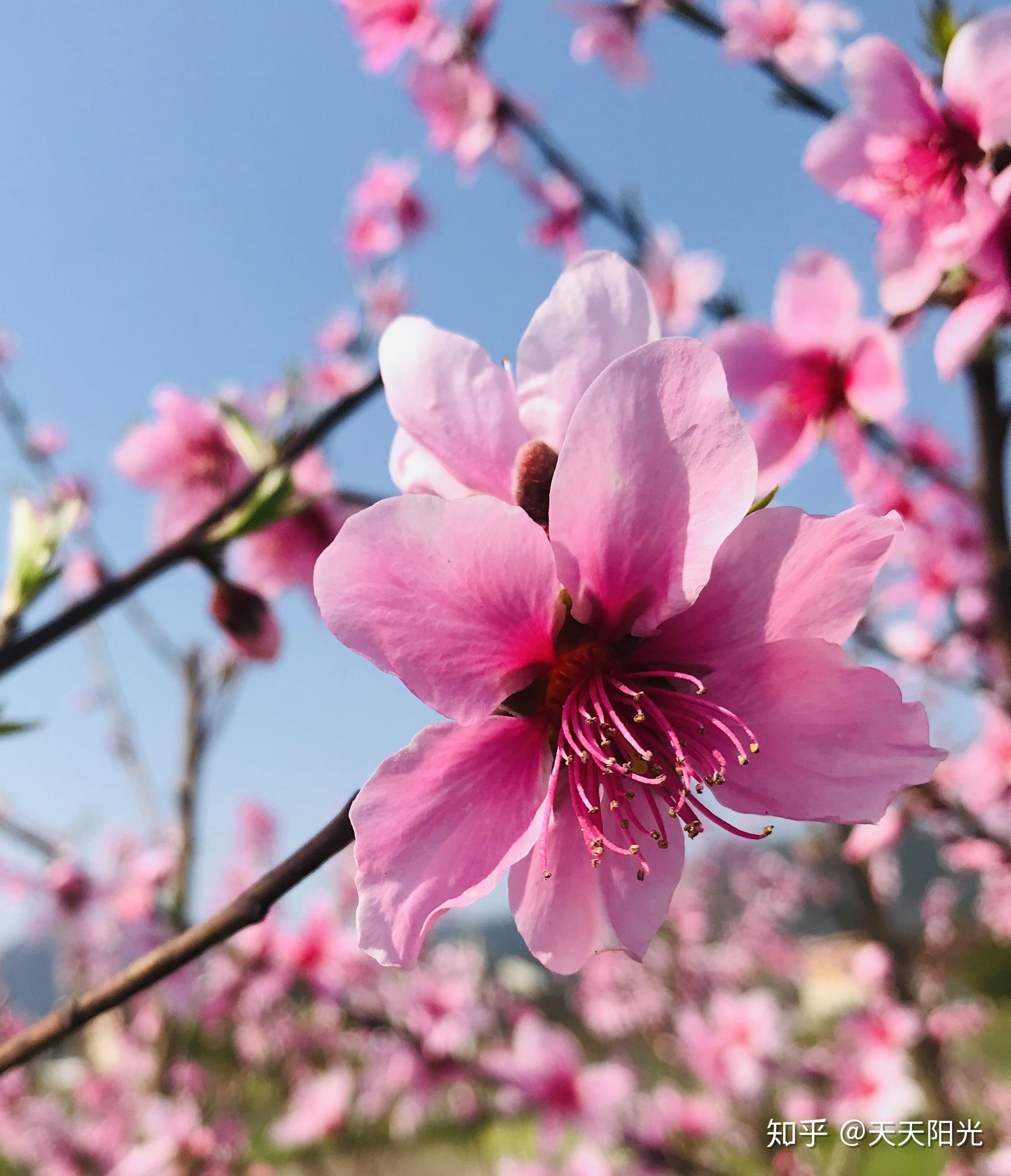 桃花花瓣的触感图片