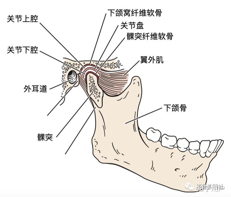 颞部的位置图图片