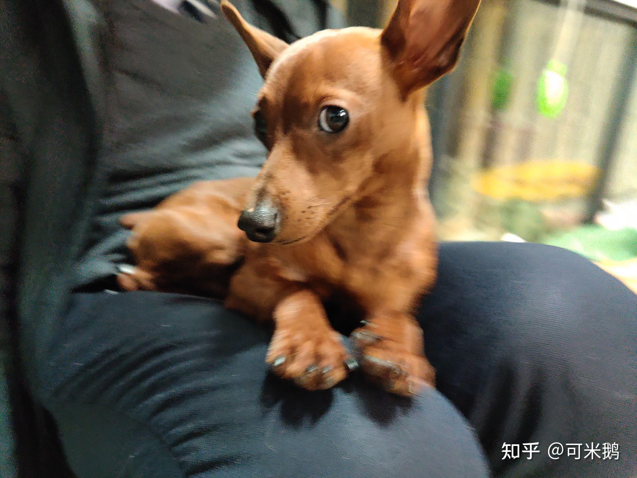 什么时候你觉得你家狗子是一只心机狗? - 知乎