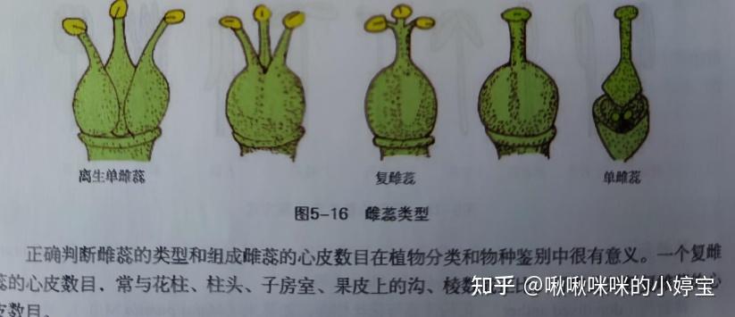 根茎叶花叶果实种子形态 - 知乎