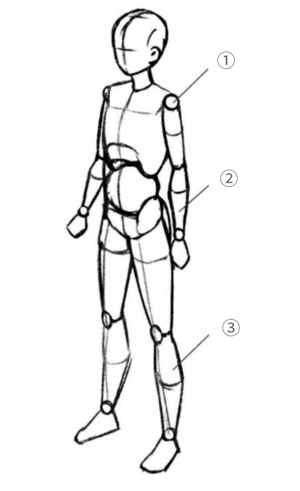 画人体应该怎么打基础? - 知乎