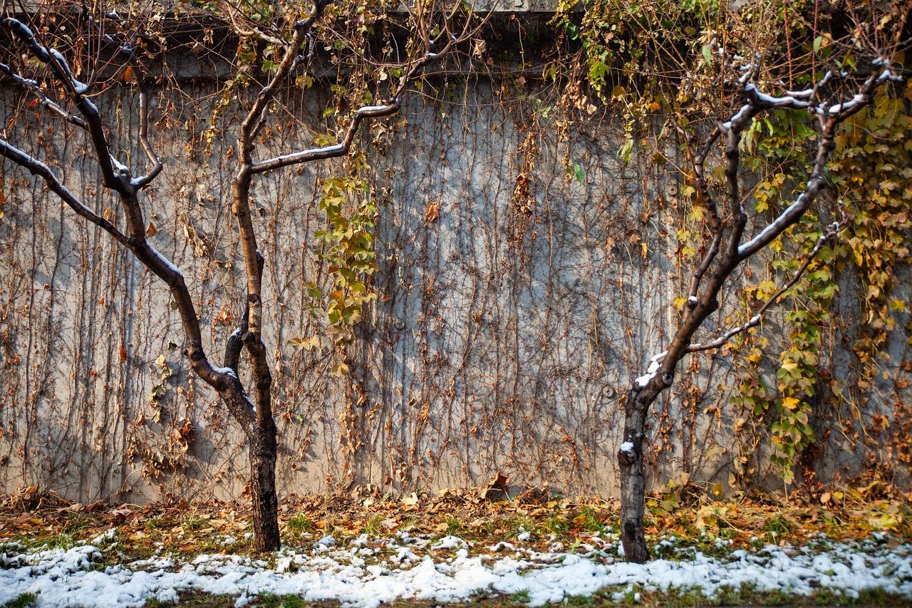 2. 树木施肥技巧