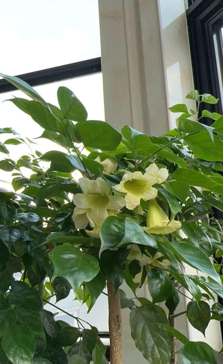 闺蜜家的"幸福树竟然开花了",听说见花者好运连连,真幸运