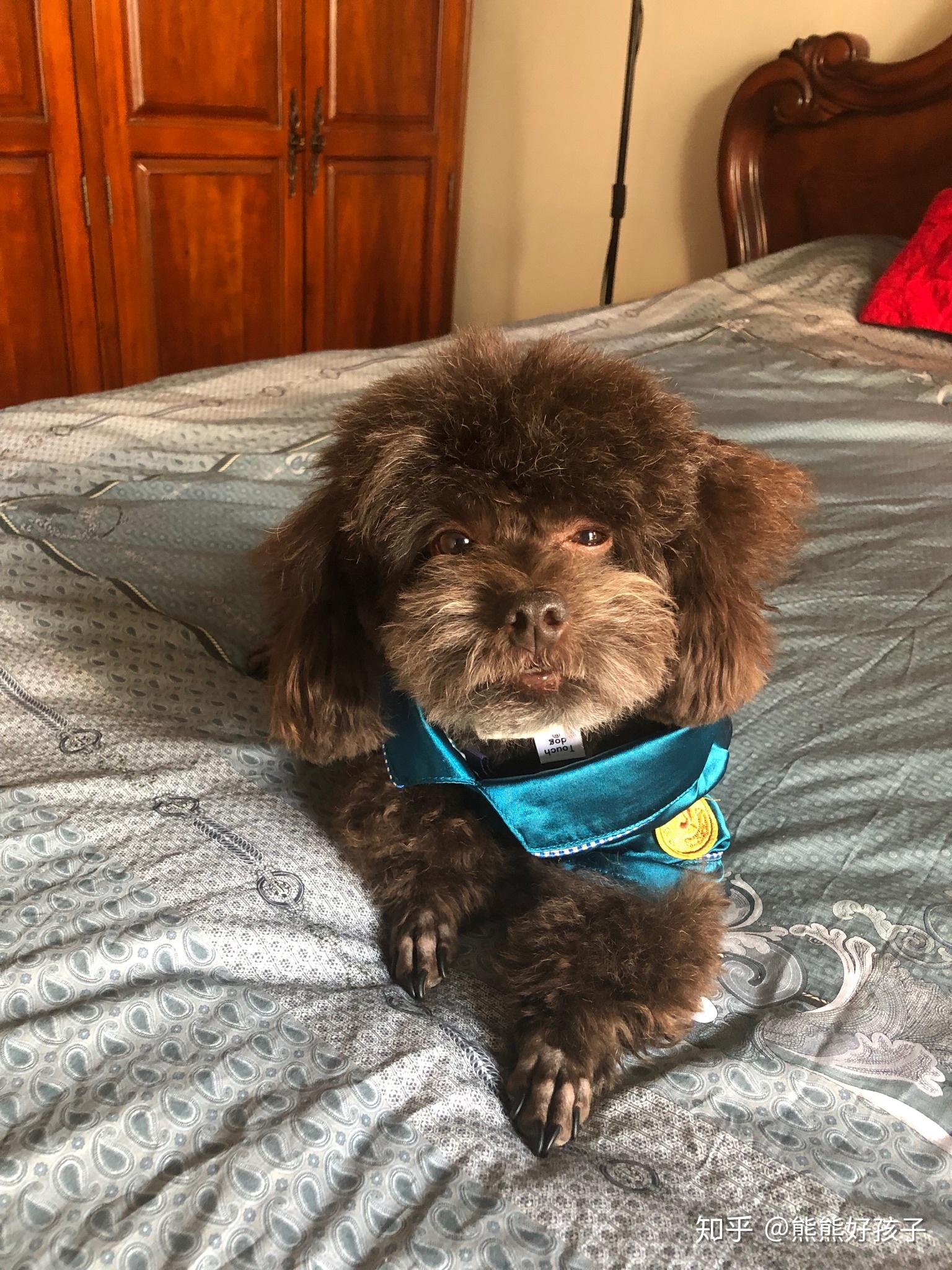 听说巧克力色泰迪狗狗会褪色那什么狗粮比较好美毛又爆毛