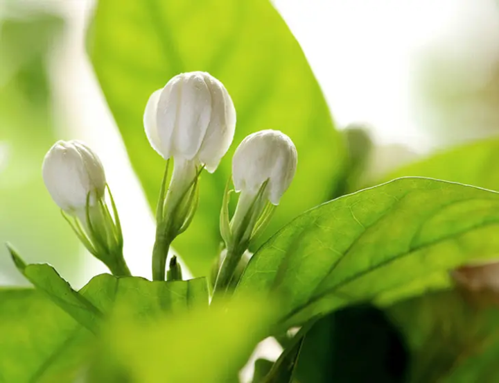 精油入门 | 小花茉莉