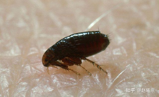 枕头上的小虫子,而且还会跳,这是什么虫? - 知乎