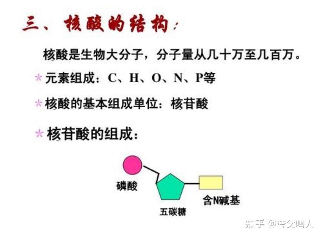 脱氧核糖与核糖为什么是单糖?那他们又与核酸是什么关系? - 知乎