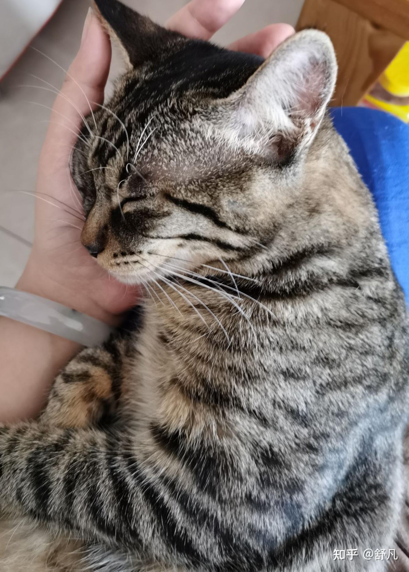 怎么分辨是不是狸花猫