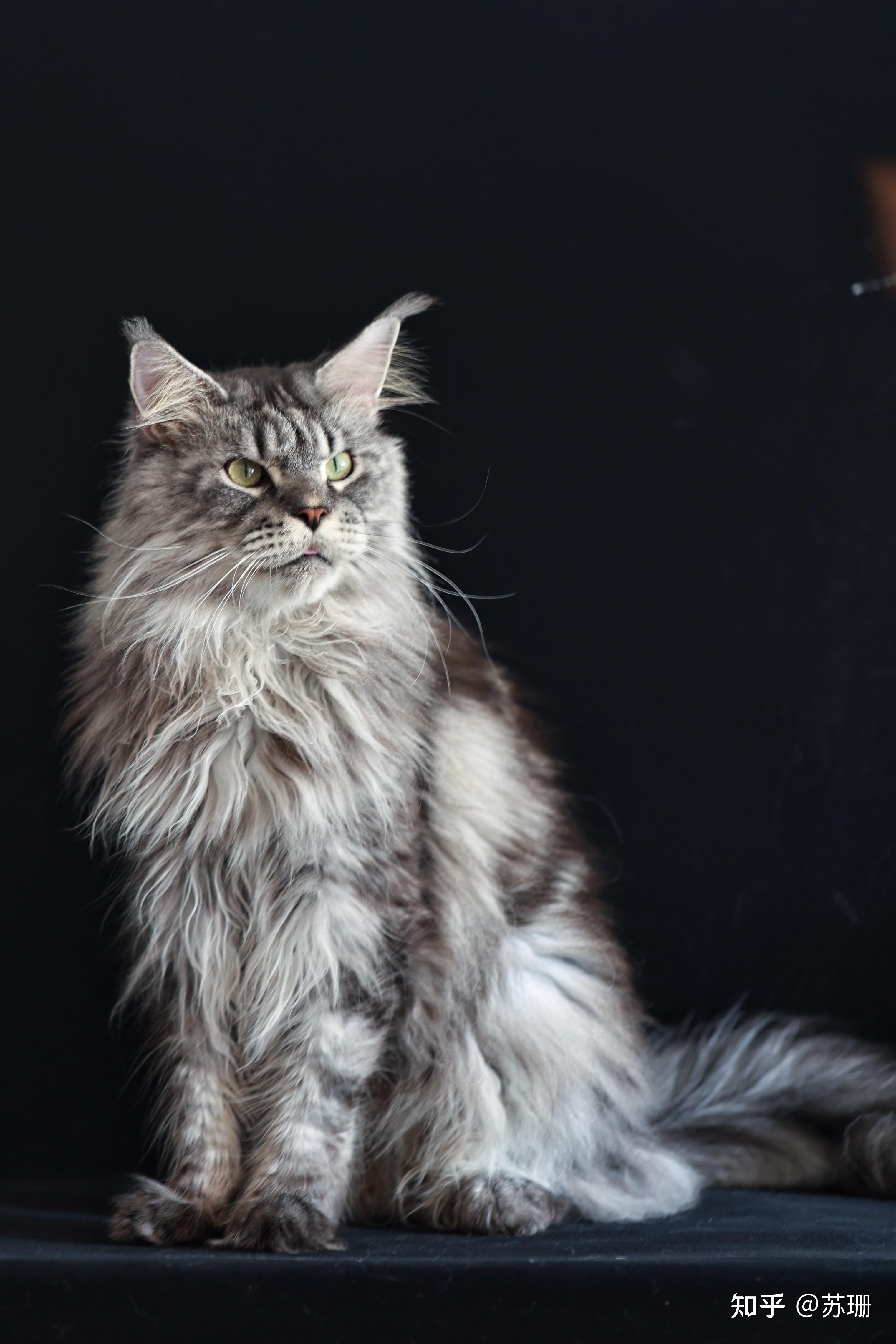 缅因猫,布偶猫和西伯利亚森林猫哪个比较好养?