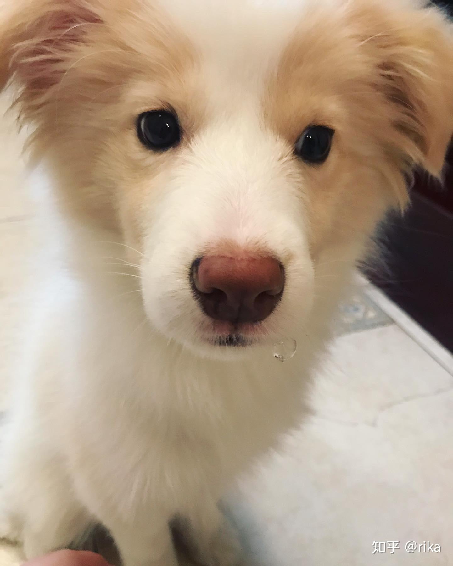 金毛边牧(金边)有多好看,多帅气?