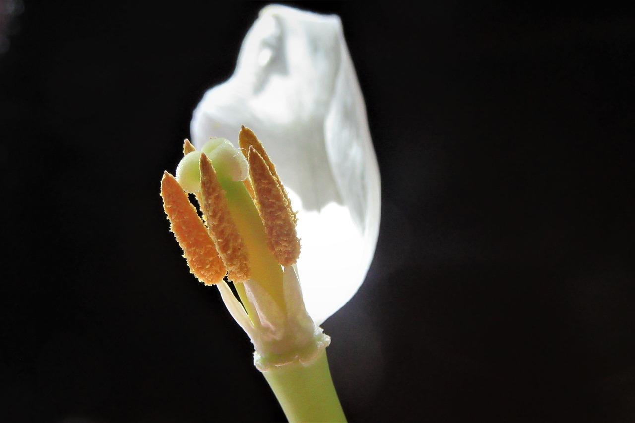 浪漫花海郁金香