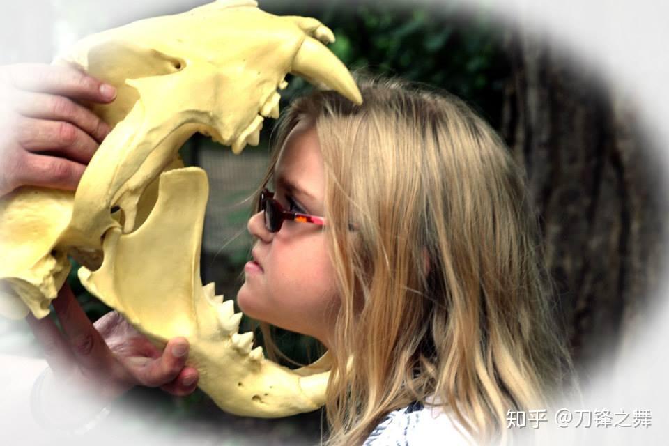 剑齿虎打得过狮子老虎吗?(剑齿虎与狮子体型对比)