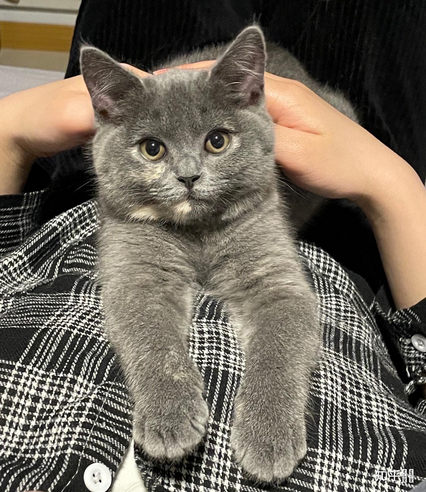 在猫舍那看中了一只猫,说是英短蓝乳色,请问有懂猫的吗,这只猫是英短