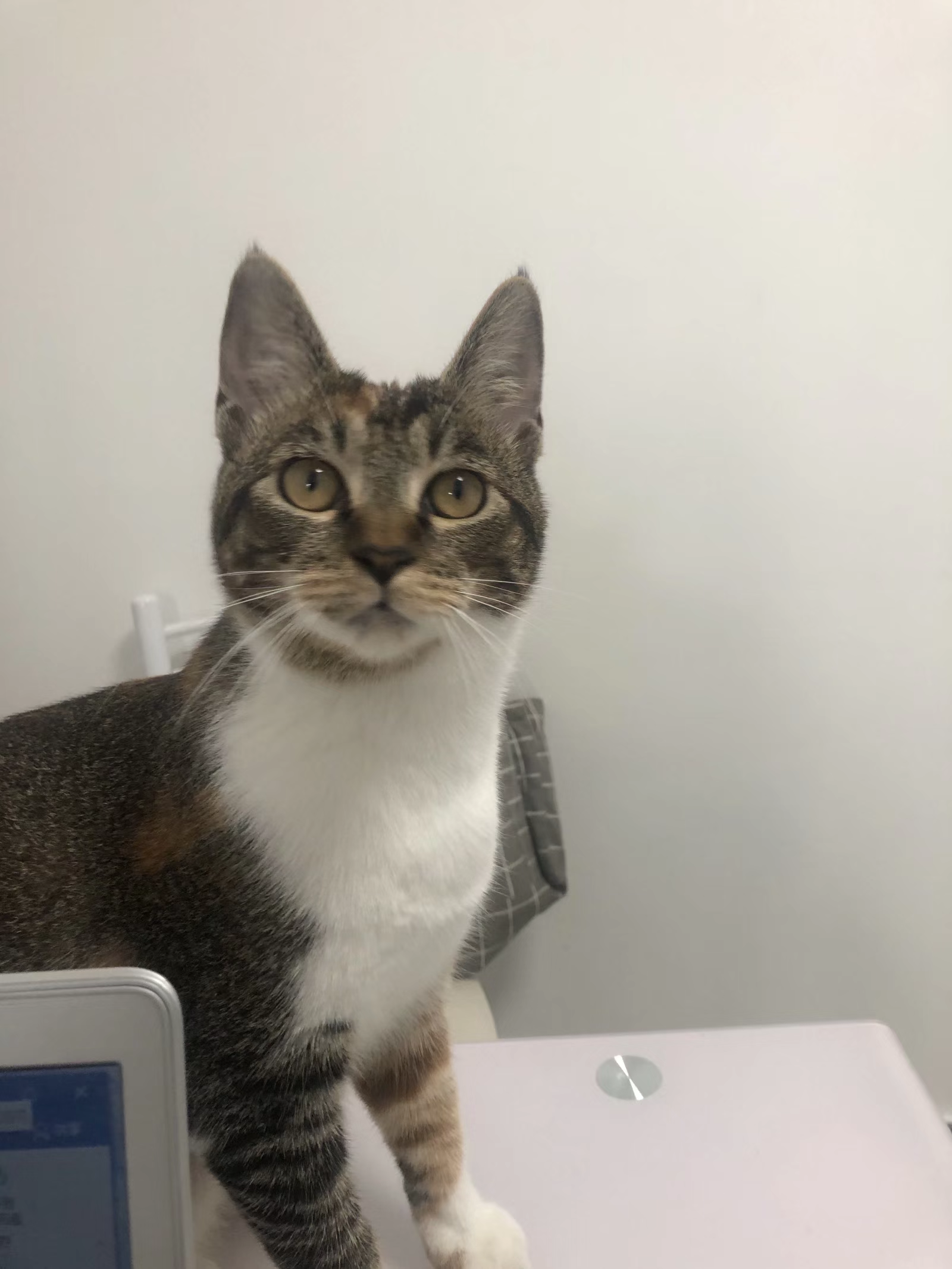 养雀猫(麻猫)是一种怎样的体验? - 知乎