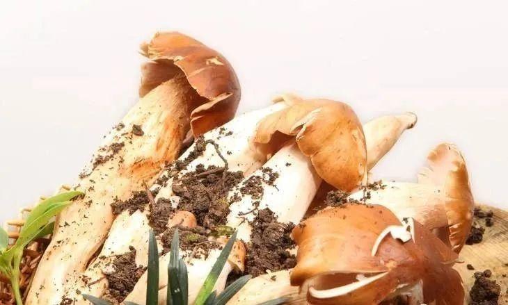 野生菌界的“宝藏”荔枝菌 - 知乎