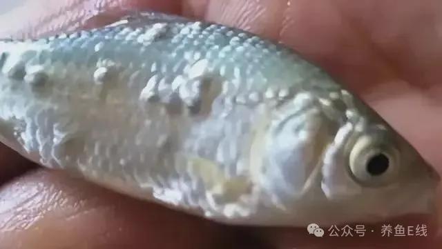 图文习见的鱼类寄生虫23种