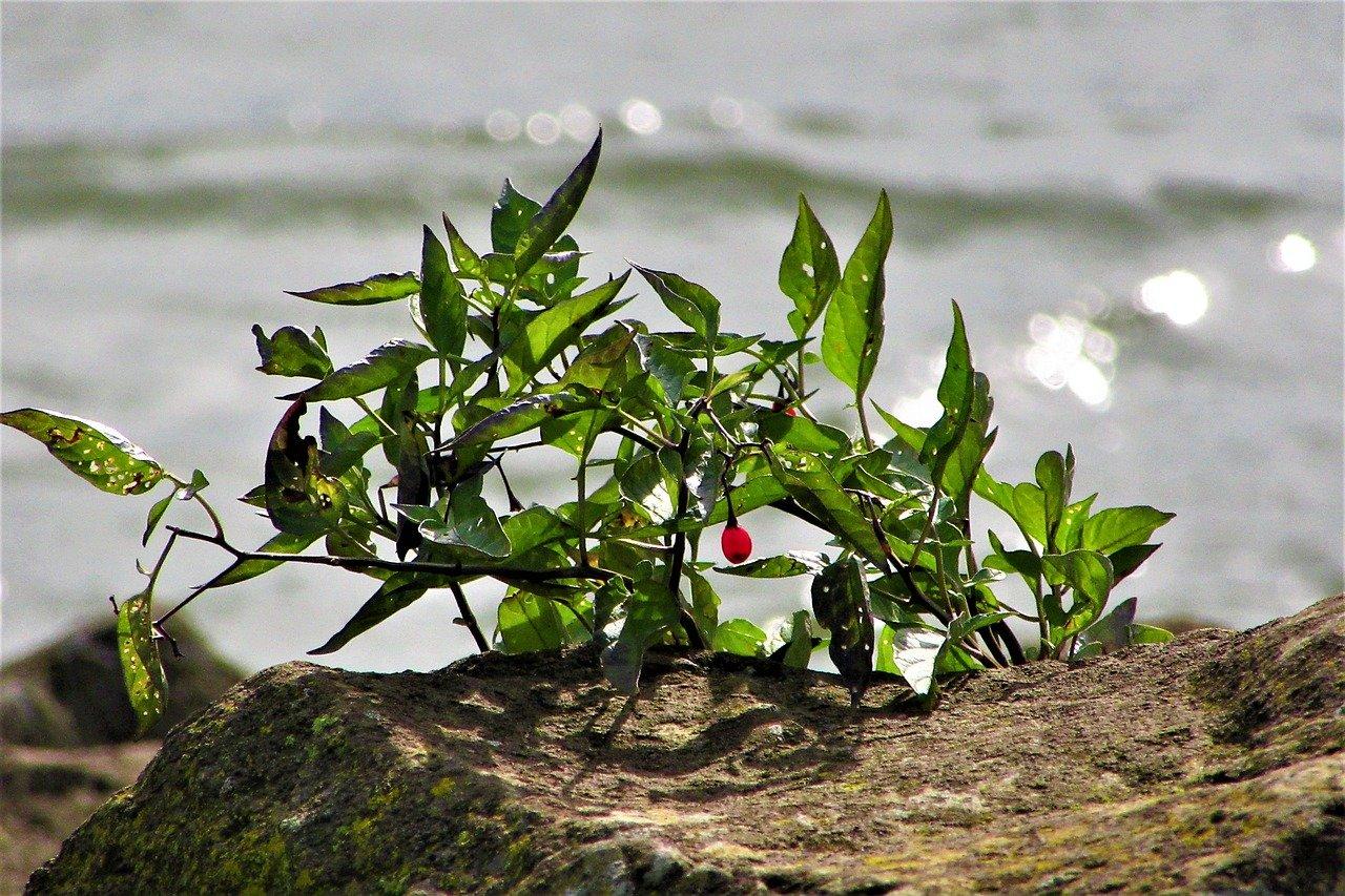 营养丰富的生命力