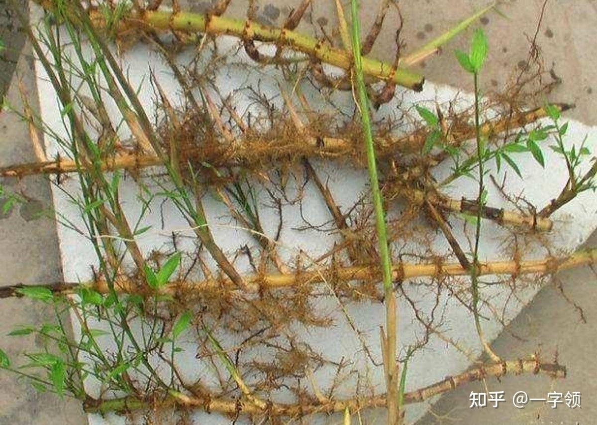庭院里的竹子因为根系泛滥刚清理掉,有什么像竹子般细高可以呈一排种植的植物呢? - 知乎