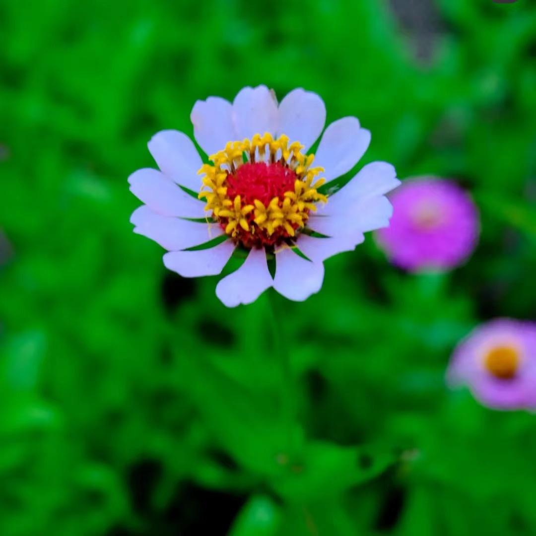 有没有什么可爱的微信头像