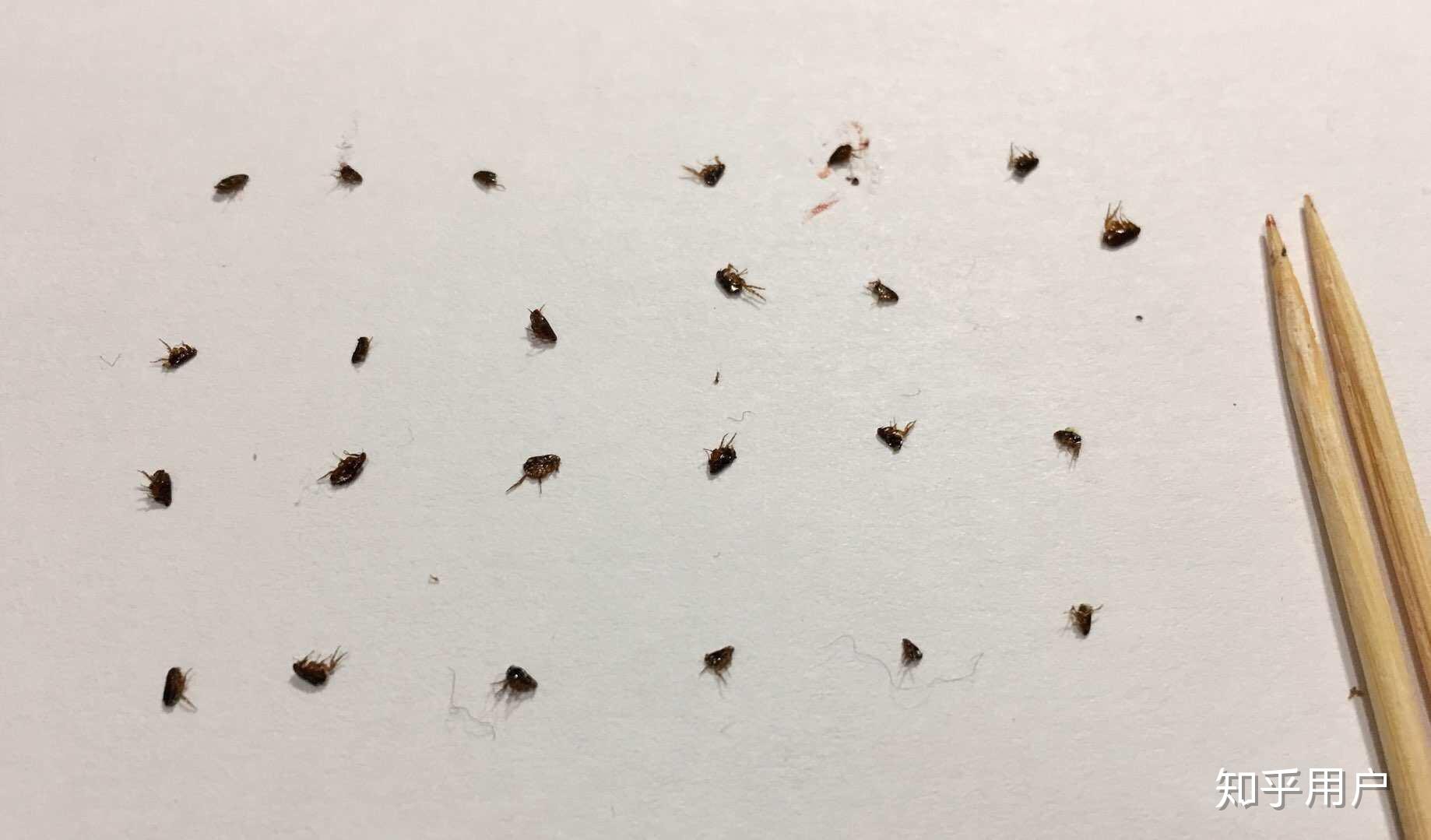 被跳蚤咬的全身都是包是什么样的感受