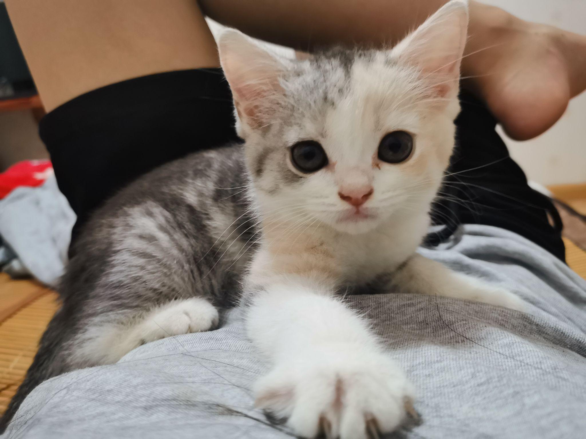 美短串英短的小猫容易长残么? - 知乎