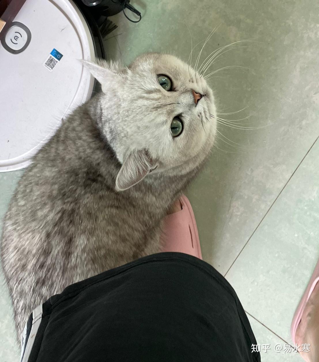 银渐层有多丑? - 知乎