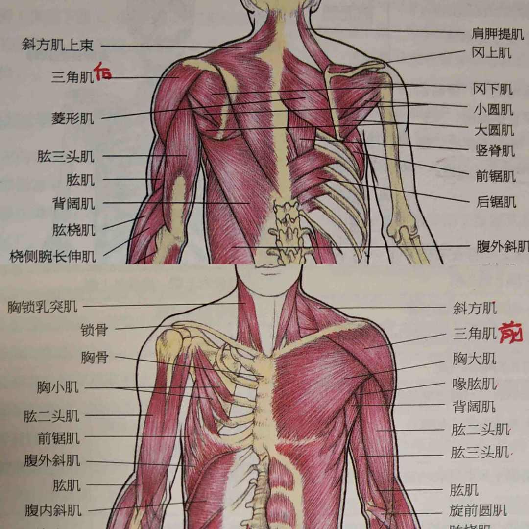 肩关节疼痛