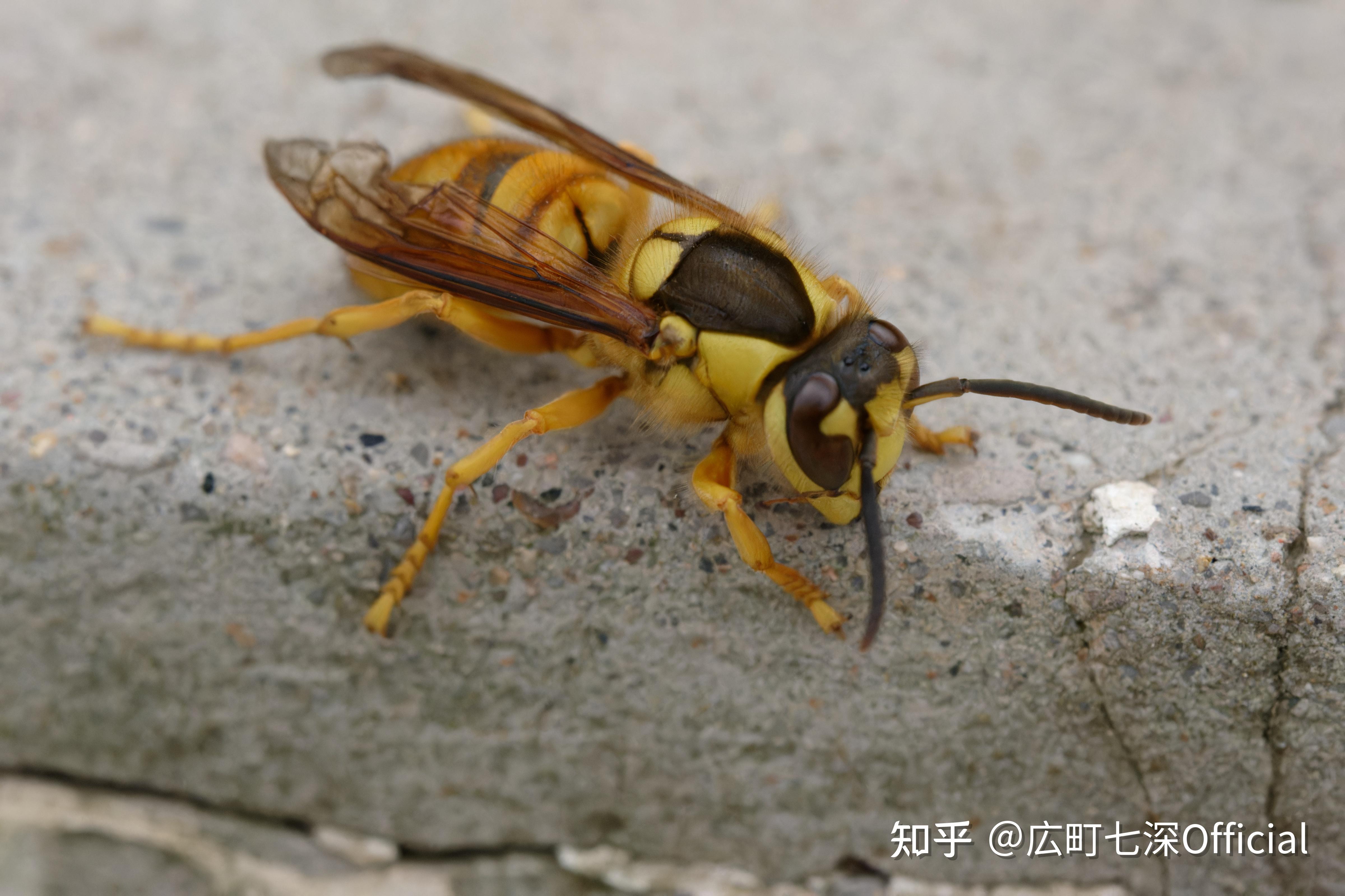 救命我家窗户外有个长约5cm的大马蜂一直在撞玻璃试图飞进来什么原因