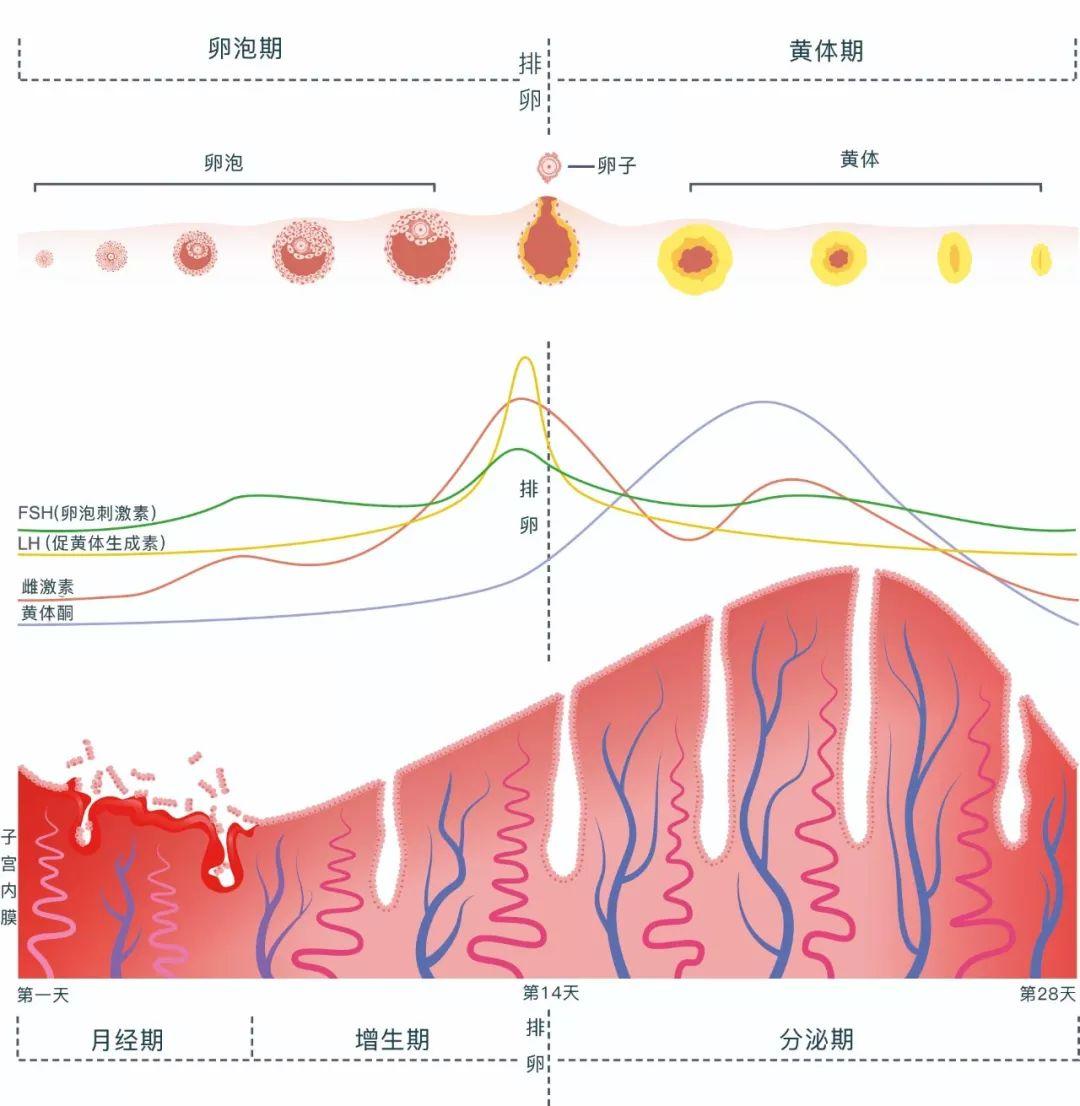 “大姨妈”三天结束和七天结束,哪种健康一点?你属于哪一种? - 知乎