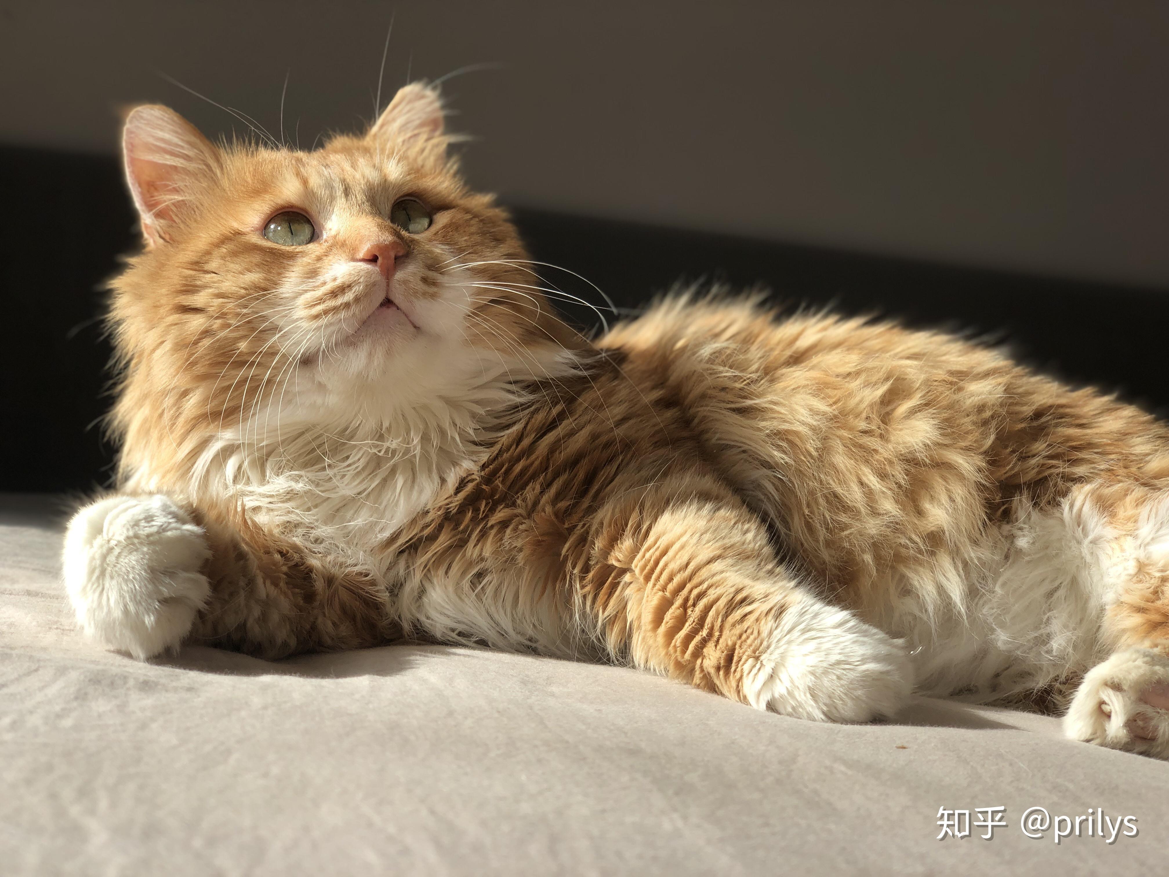 可以给我看看你们的橘猫吗