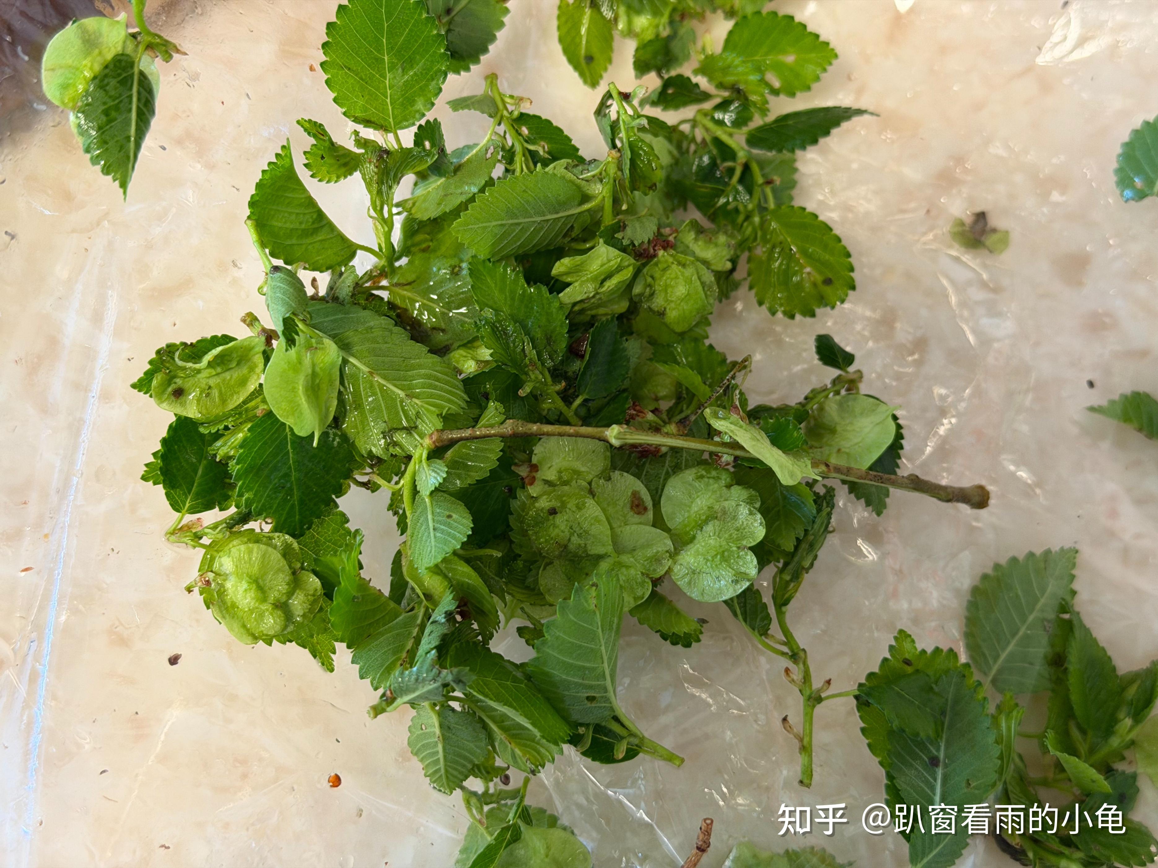 榆钱窝窝这样做,清新好吃,翠绿不变色,满口春天的味道! - 知乎