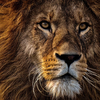 user-profile-image