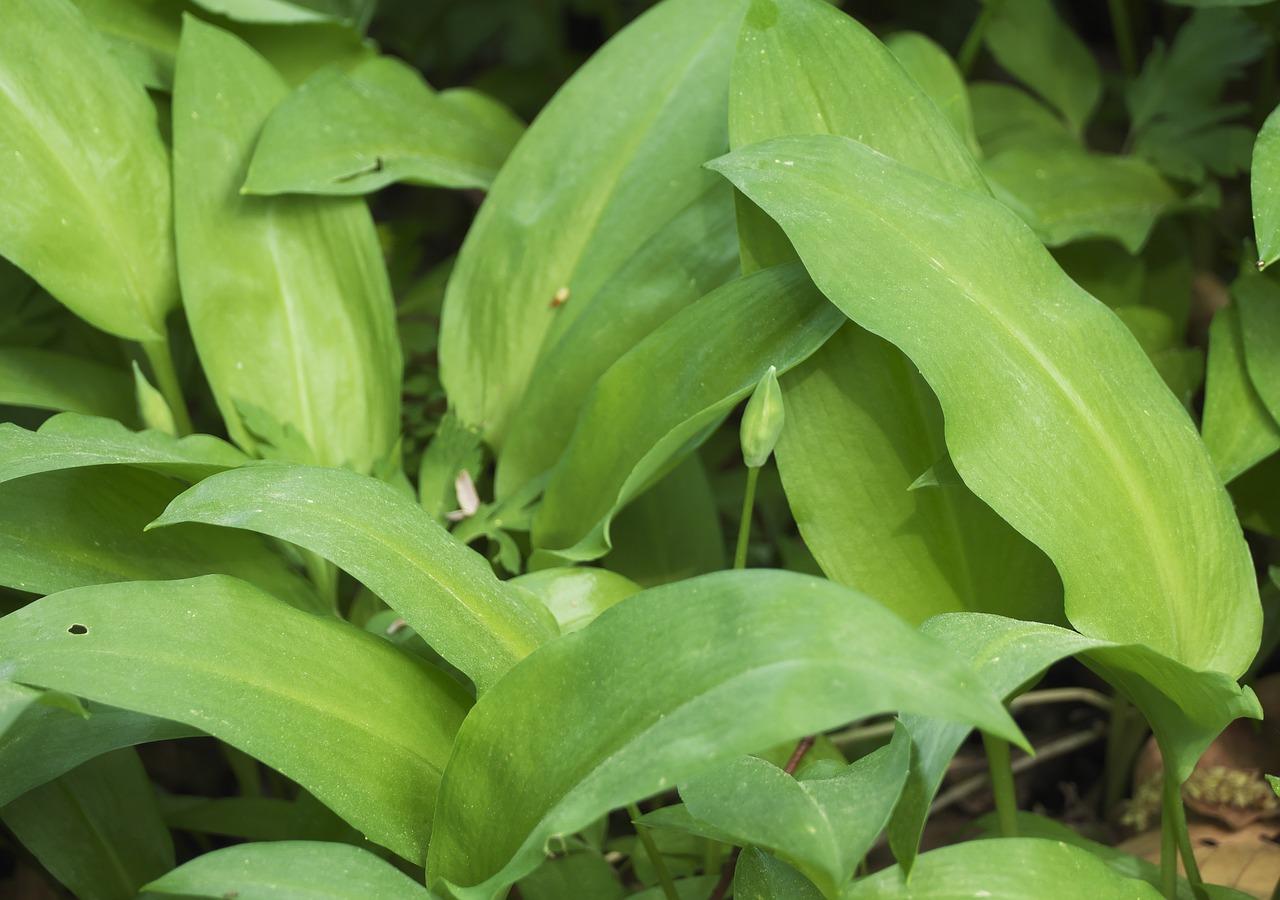 辣椒树卷叶子怎么办