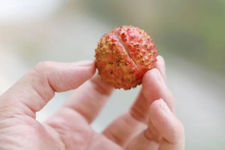 有哪些特别好吃的荔枝种类? - 知乎