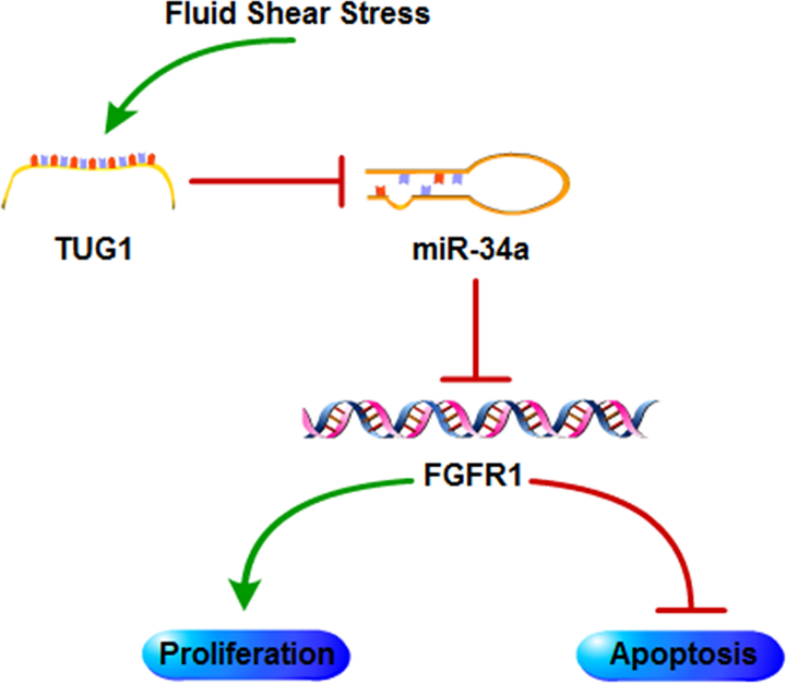 流体剪切应力通过 lncRNA TUG1/miR-34a/FGFR1 轴调控成骨细胞增殖和凋亡 - 知乎