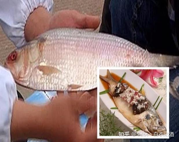 都说「宁吃鲥鱼一口,不吃草鱼一篓」,鲥鱼指的是什么鱼?有什么做法? - 知乎