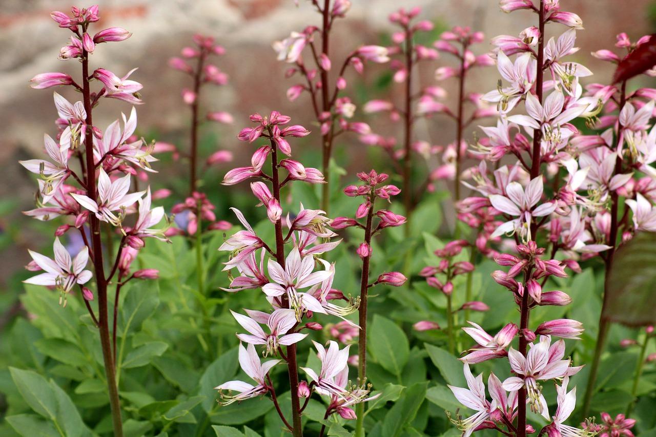 铜陵柏庄春暖花开是哪里