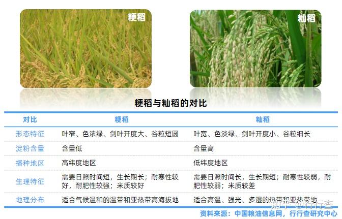 水稻的类型和特点有什么? - 知乎